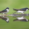 House martins (Delichon urbica) pair collecting mud for nest building. Scotland. May 2008